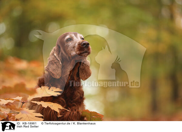 Irish Red Setter / KB-18961