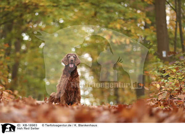 Irish Red Setter / KB-18963