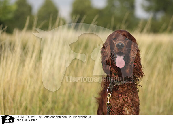 Irish Red Setter / KB-18964