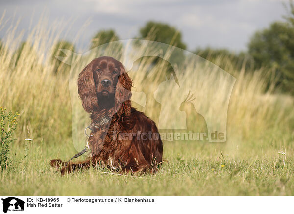 Irish Red Setter / KB-18965