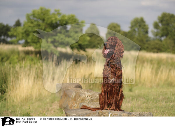 Irish Red Setter / KB-18966