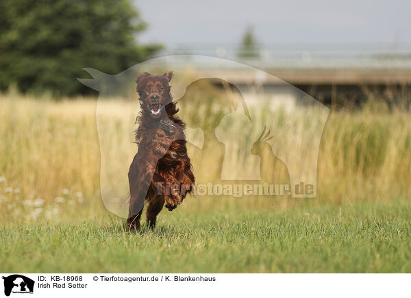 Irish Red Setter / KB-18968