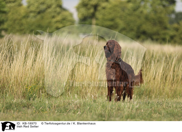 Irish Red Setter / KB-18970