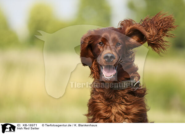 Irish Red Setter / Irish Red Setter / KB-18971