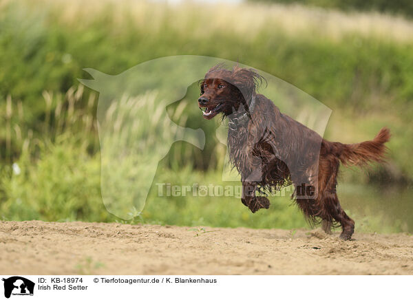 Irish Red Setter / KB-18974