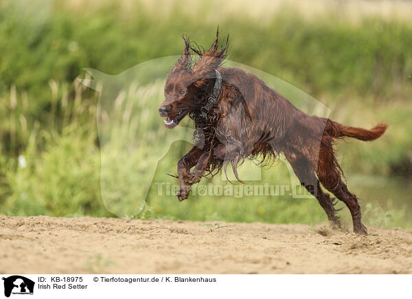 Irish Red Setter / KB-18975
