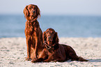 2 Irish Red Setter