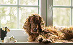 Irish Red Setter H�ndin