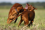 junger Irish Red Setter