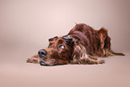 Irish Red Setter