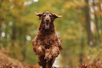 Irish Red Setter