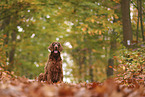 Irish Red Setter