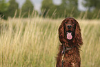 Irish Red Setter