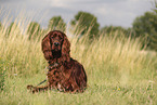 Irish Red Setter