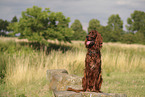 Irish Red Setter