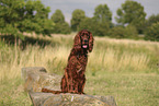 Irish Red Setter