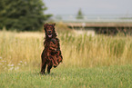 Irish Red Setter