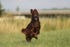 Irish Red Setter