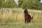 Irish Red Setter