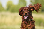 Irish Red Setter