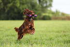 Irish Red Setter