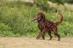 Irish Red Setter