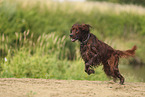 Irish Red Setter