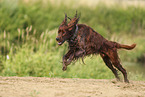 Irish Red Setter