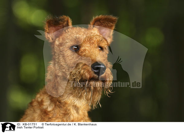 Irish Terrier Portrait / Irish Terrier portrait / KB-01751