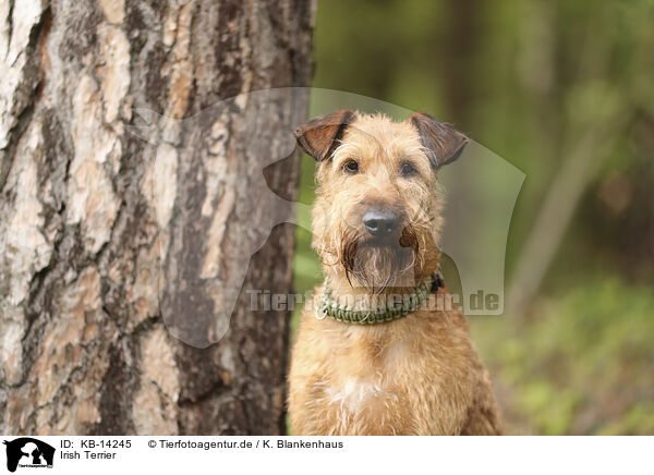 Irish Terrier / Irish Terrier / KB-14245