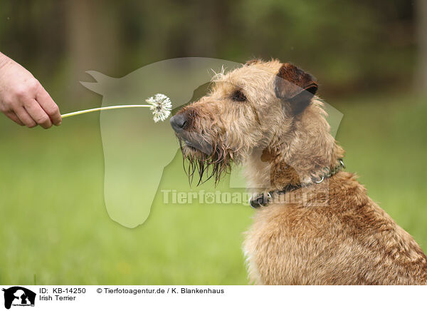Irish Terrier / Irish Terrier / KB-14250