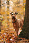 Irish Terrier im Herbst
