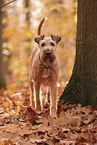 Irish Terrier im Herbst