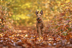 Irish Terrier im Herbst