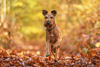 Irish Terrier im Herbst