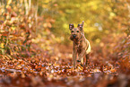 Irish Terrier im Herbst