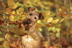 Irish Terrier im Herbst