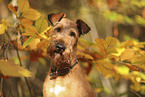 Irish Terrier im Herbst