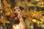 Irish Terrier im Herbst