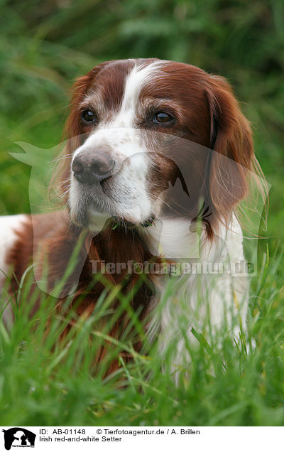Irish red-and-white Setter / Irish red-and-white Setter / AB-01148