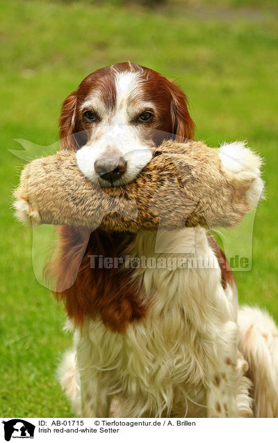 Irish red-and-white Setter / Irish red-and-white Setter / AB-01715