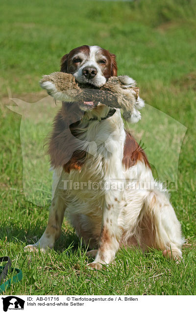 Irish red-and-white Setter / Irish red-and-white Setter / AB-01716