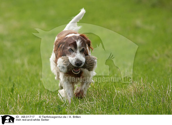Irish red-and-white Setter / Irish red-and-white Setter / AB-01717