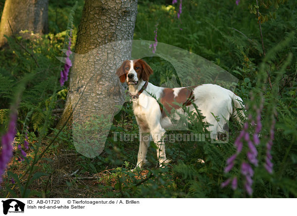 Irish red-and-white Setter / Irish red-and-white Setter / AB-01720