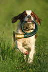 Irish red-and-white Setter apportiert Jagdhorn