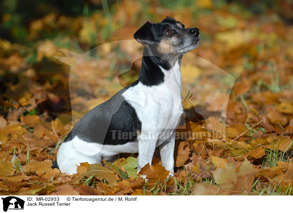 Jack Russell Terrier / Jack Russell Terrier / MR-02933