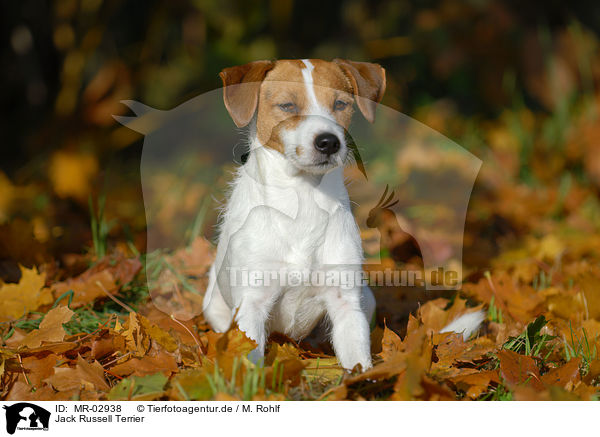 Jack Russell Terrier / Jack Russell Terrier / MR-02938