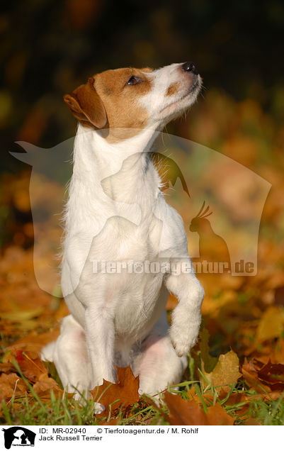Jack Russell Terrier / Jack Russell Terrier / MR-02940
