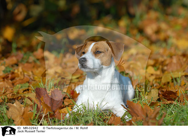 Jack Russell Terrier / Jack Russell Terrier / MR-02942