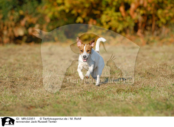 rennender Jack Russell Terrier / running Jack Russell Terrier / MR-02951